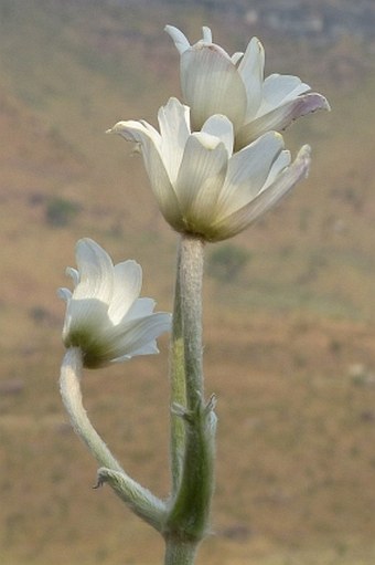 Anemone fanninii