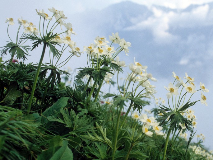 Anemone narcissiflora subsp. fasciculata