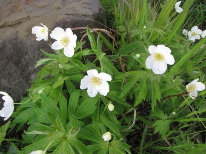 Anemone canadensis