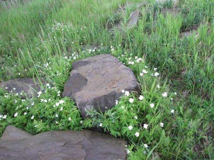 BOTANY.cz » ANEMONE CANADENSIS L. Canada Anemone, Round