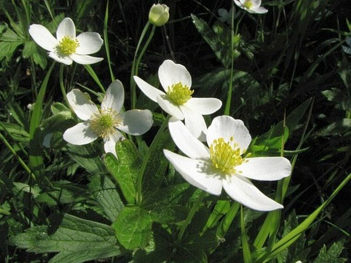 Anemone canadensis