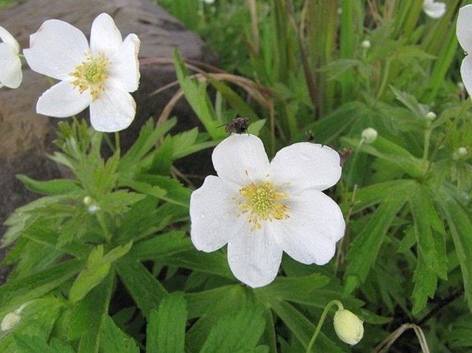 Anemone canadensis