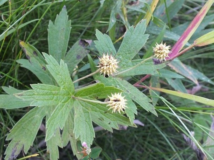 Anemone canadensis