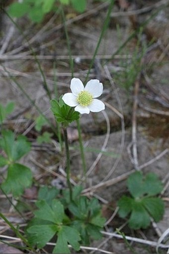 Anemone parviflora