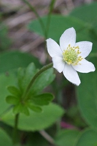 Anemone parviflora