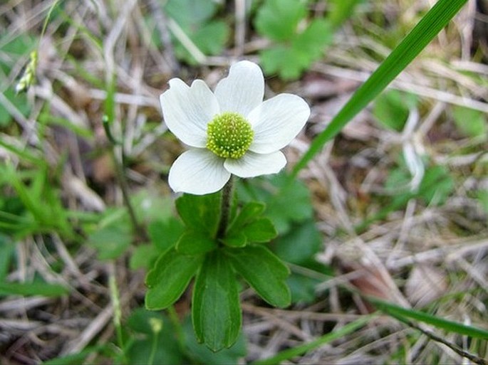 Anemone parviflora