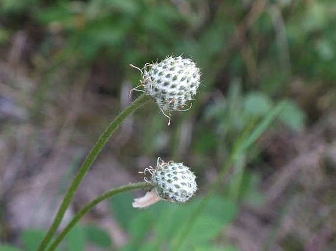 Anemone parviflora