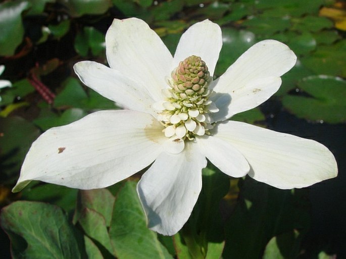 ANEMOPSIS CALIFORNICA (Nutt.) Hook. et Arn.