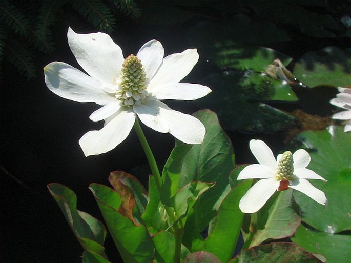 Anemopsis californica