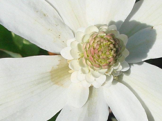 Anemopsis californica