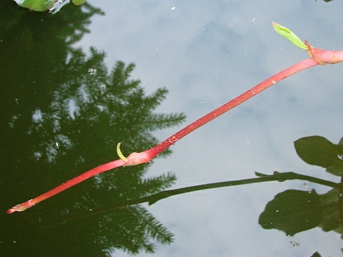 Anemopsis californica