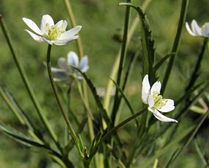 ANEMONE RIVULARIS Buch.-Ham. ex DC. - sasanka / veternica