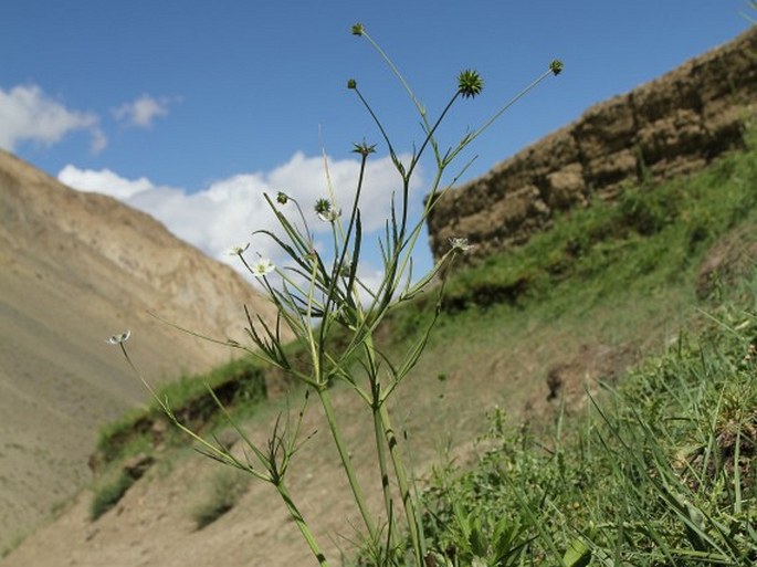 Anemone rivularis