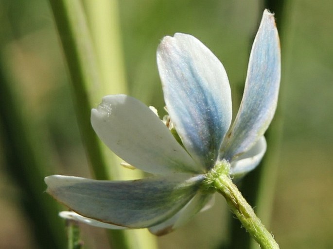 Anemone rivularis