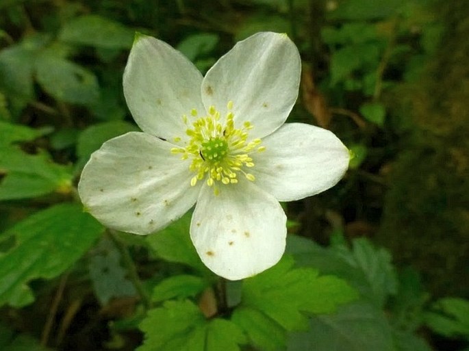 ANEMONE SUMATRANA de Vriese - sasanka sumatránská / veternica