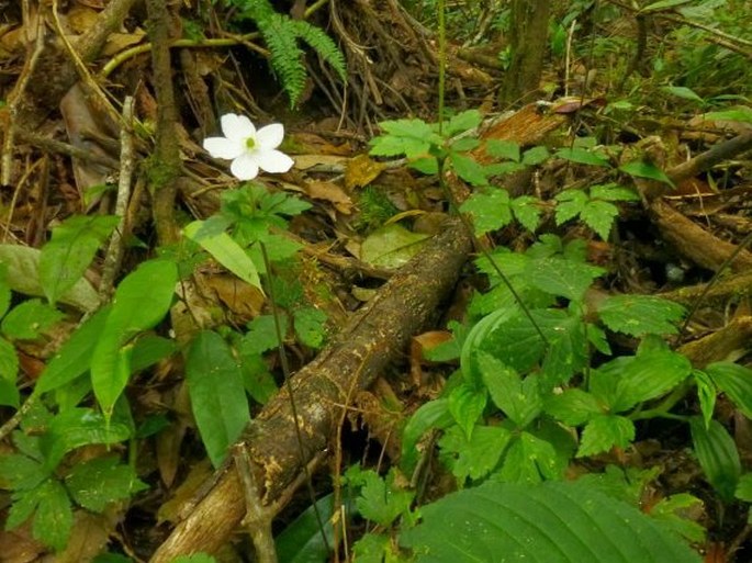 Anemone sumatrana