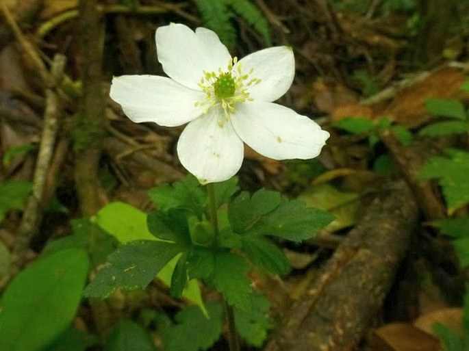 Anemone sumatrana