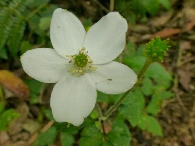 Anemone sumatrana