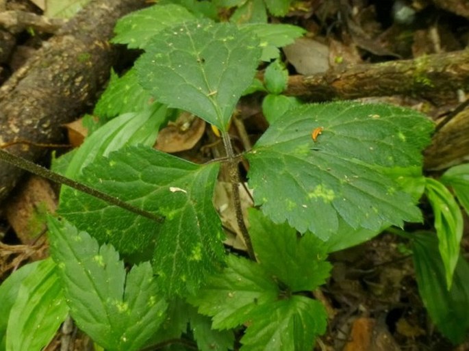 Anemone sumatrana