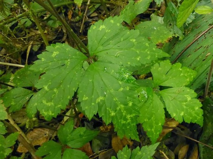 Anemone sumatrana