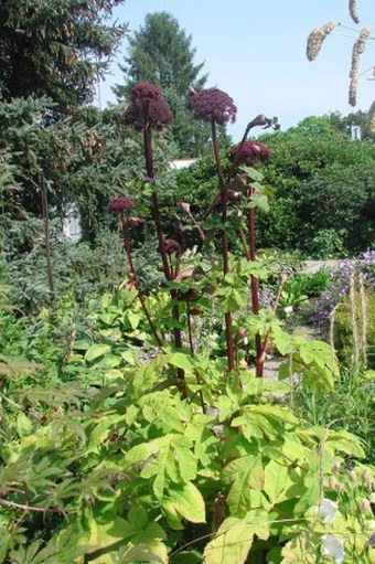 Angelica gigas