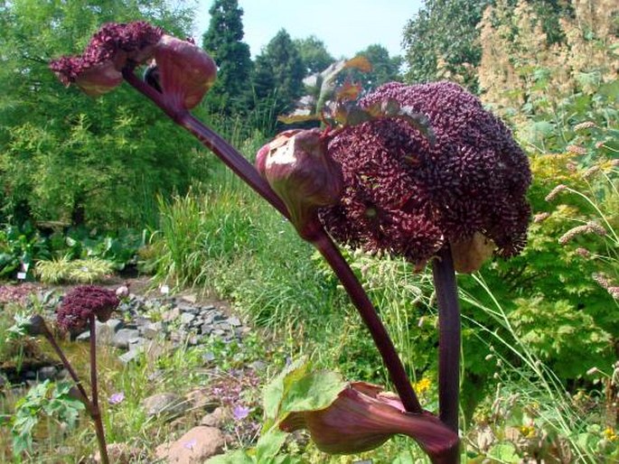 Angelica gigas