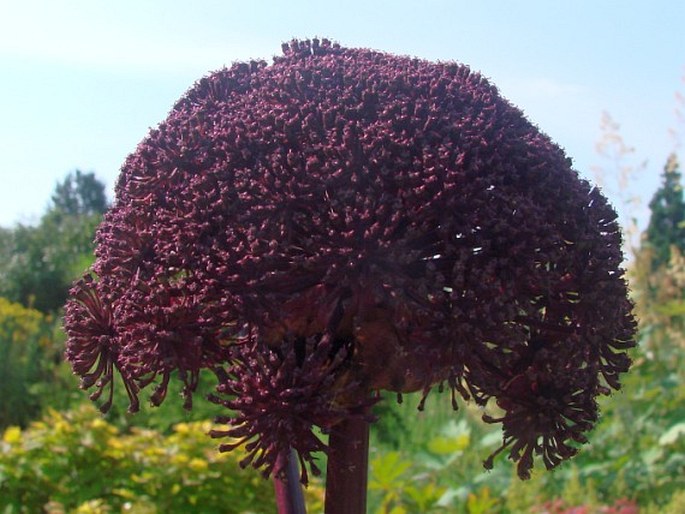 Angelica gigas