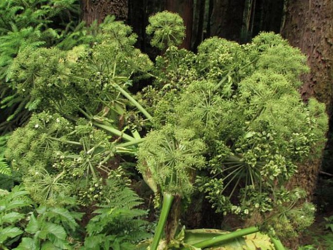 Angelica lignescens