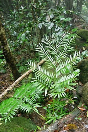 Angiopteris madagascariensis