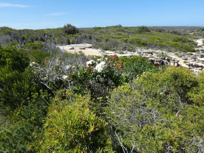 Angophora hispida