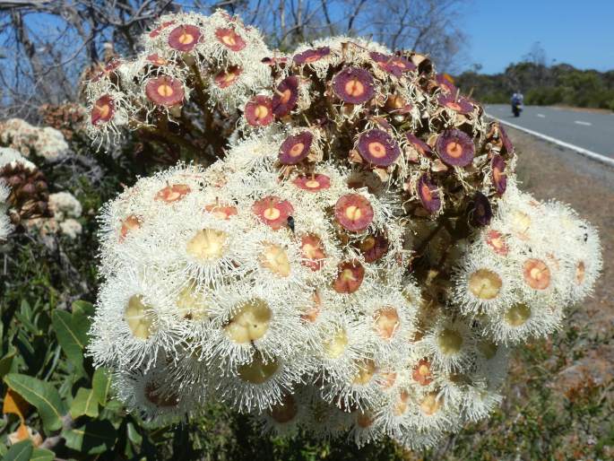 Angophora hispida