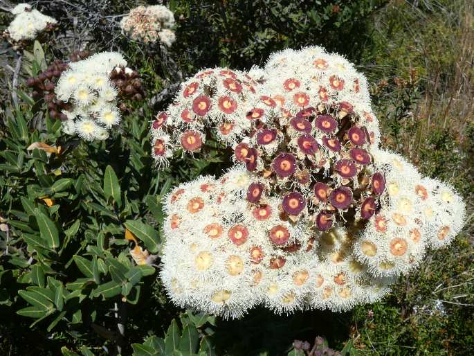 Angophora hispida