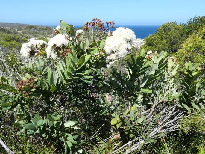 Angophora hispida