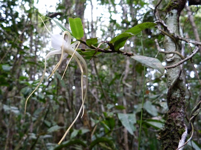 Angraecum conchoglossum