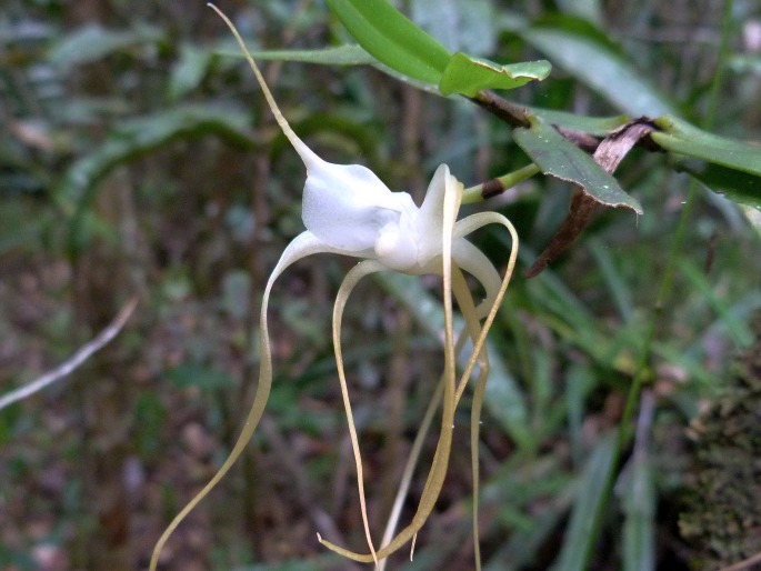 Angraecum conchoglossum