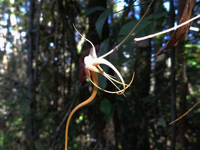 Angraecum linearifolium