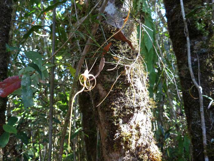 Angraecum linearifolium