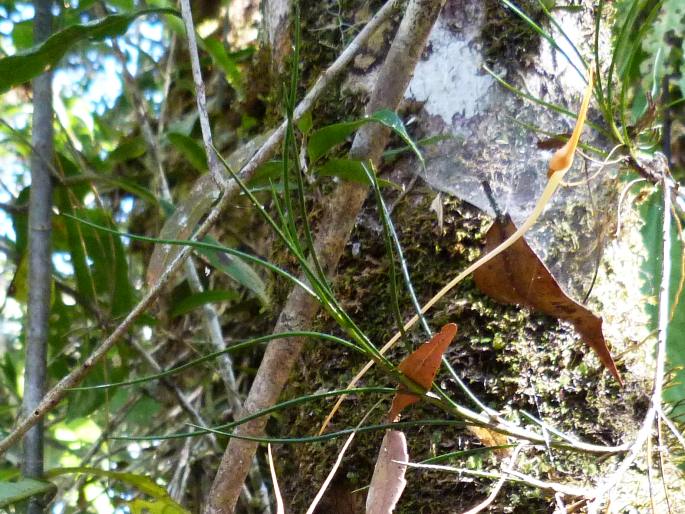 Angraecum linearifolium