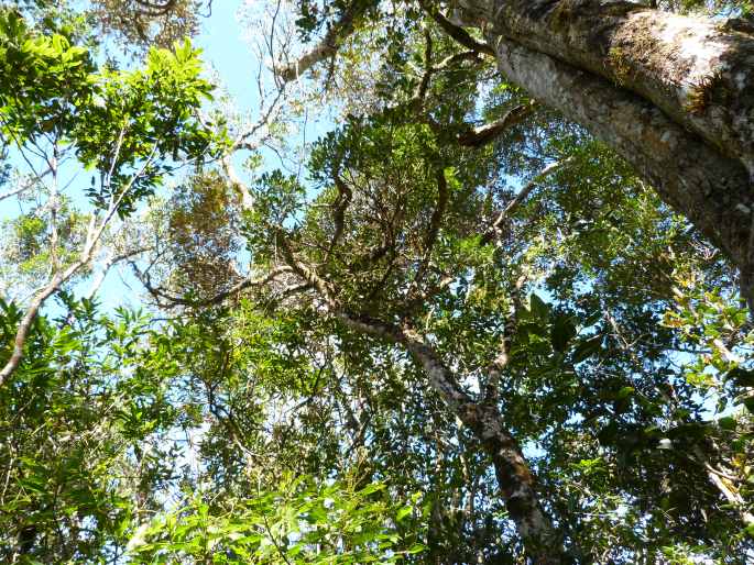 Angraecum linearifolium