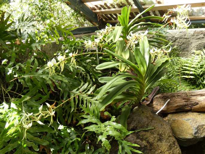 Angraecum eburneum