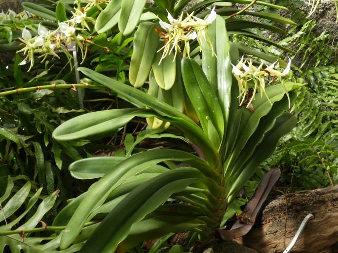 Angraecum eburneum