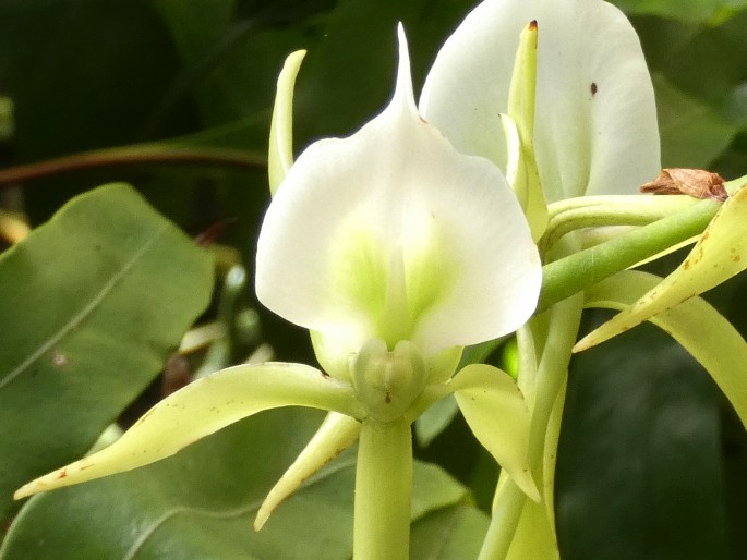 Angraecum eburneum