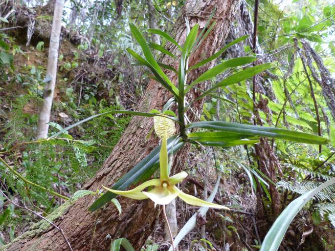 Angraecum viguieri