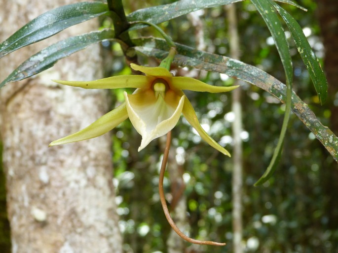 Angraecum viguieri