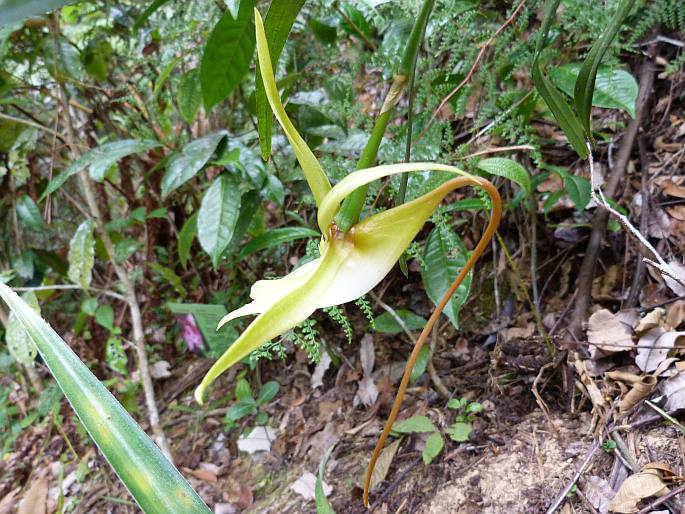 Angraecum viguieri