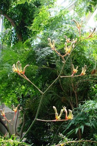 Anigozanthos flavidus