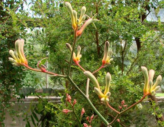 Anigozanthos flavidus