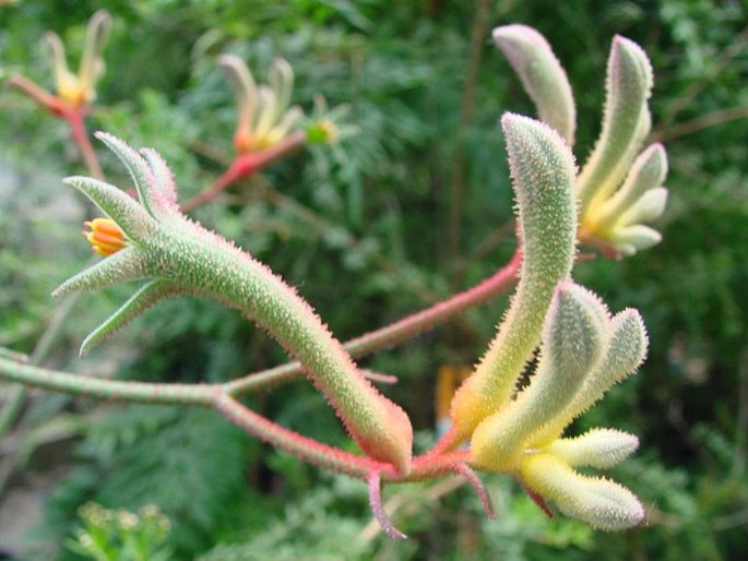 Anigozanthos flavidus