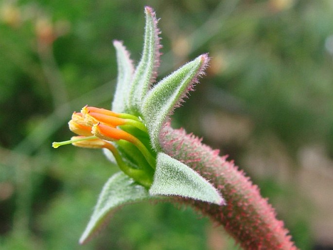 Anigozanthos flavidus