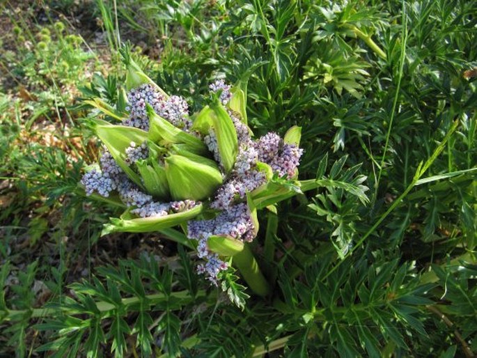 Anisotome latifolia